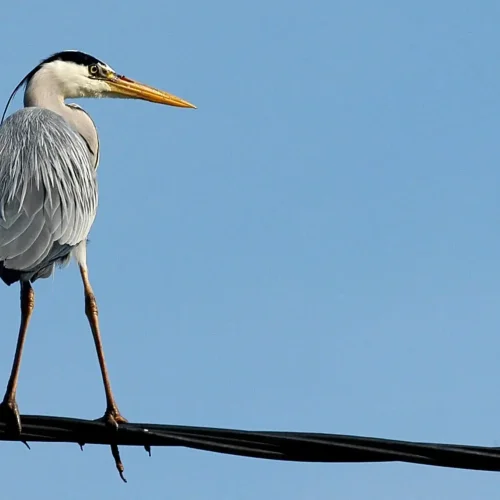 De Grijze Reiger