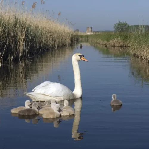 Le Cygne