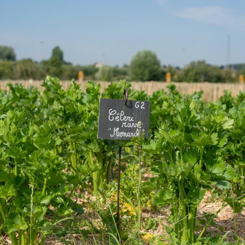 Conservatory kitchen garden at the Maison du Marais