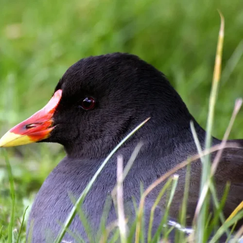 La poule d'eau