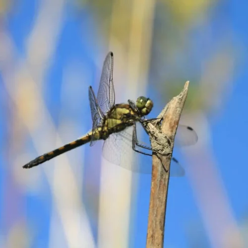 De Libelle